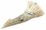 Fossil Sawfish (Onchopristis) Rostral Barb - Morocco #285515-1